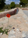 FZ026699 Poppy on old irigation canal.jpg